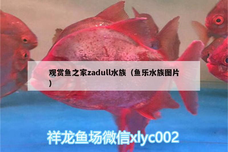 观赏鱼之家zadull水族（鱼乐水族图片） 喂食器