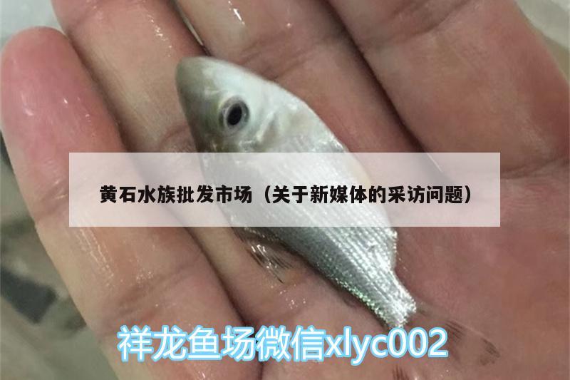 黄石水族批发市场（关于新媒体的采访问题） 观赏鱼水族批发市场