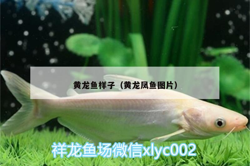 黄龙鱼样子（黄龙凤鱼图片） 元宝凤凰鱼