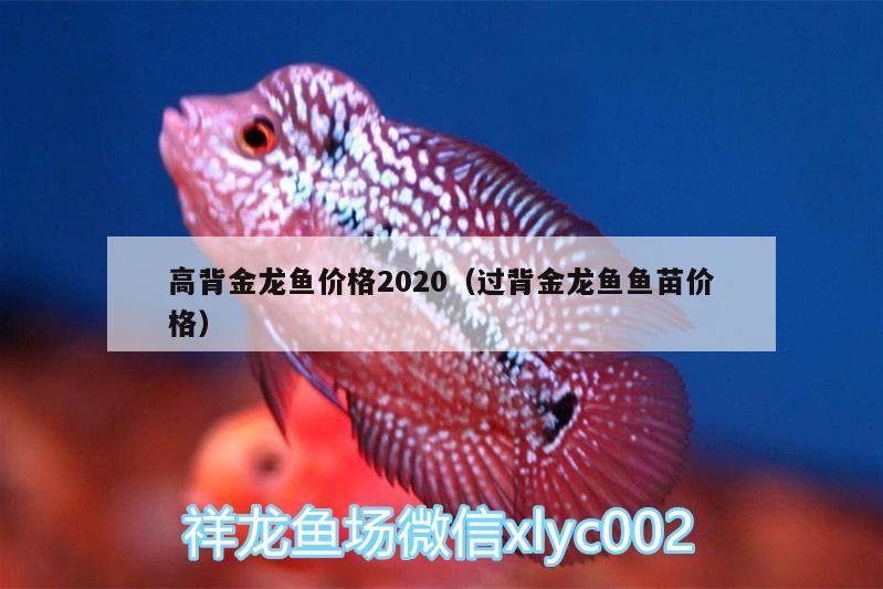 高背金龙鱼价格2020（过背金龙鱼鱼苗价格）