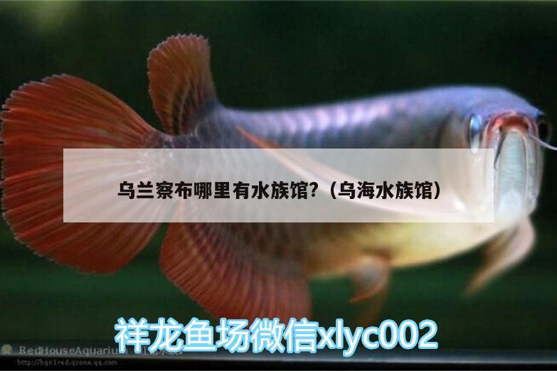 乌兰察布哪里有水族馆?（乌海水族馆）