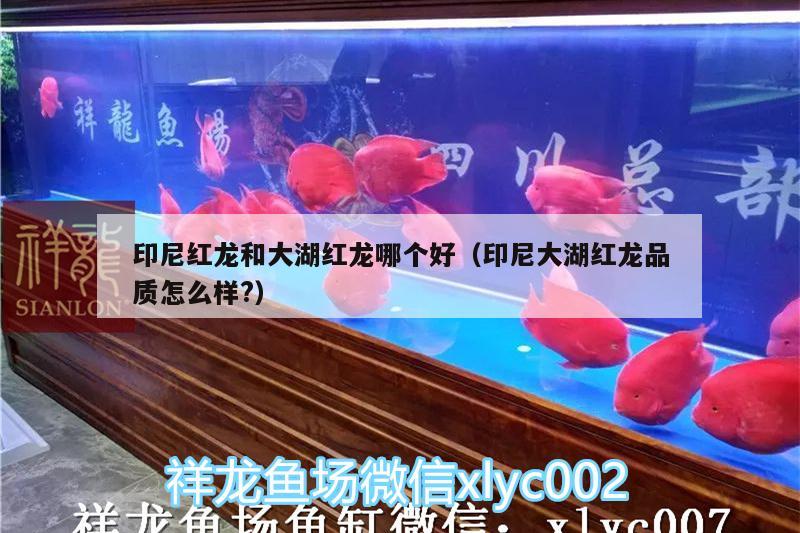 印尼红龙和大湖红龙哪个好（印尼大湖红龙品质怎么样?） 哥伦比亚巨暴鱼苗