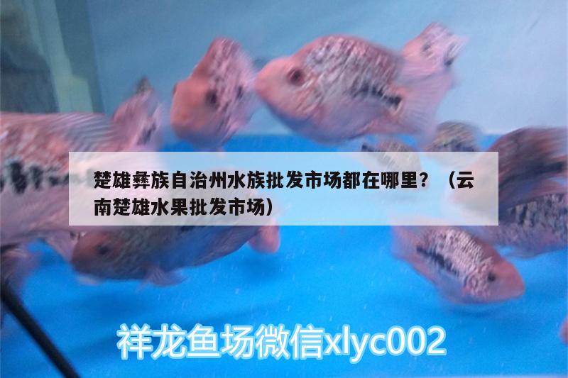 楚雄彝族自治州水族批发市场都在哪里？（云南楚雄水果批发市场） 观赏鱼水族批发市场