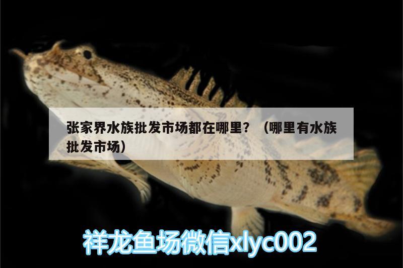 张家界水族批发市场都在哪里？（哪里有水族批发市场） 观赏鱼水族批发市场 第2张