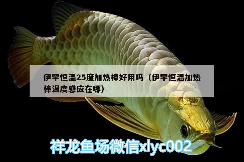 伊罕恒温25度加热棒好用吗（伊罕恒温加热棒温度感应在哪） 伊罕水族