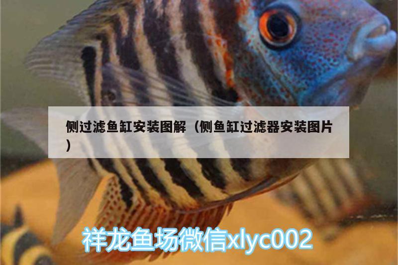 侧过滤鱼缸安装图解（侧鱼缸过滤器安装图片） 祥龙水族护理水