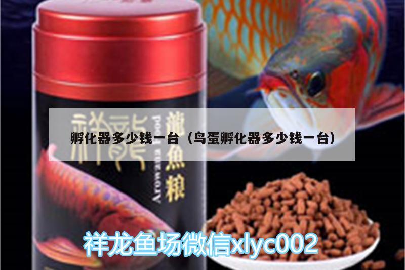 孵化器多少钱一台（鸟蛋孵化器多少钱一台） 孵化器