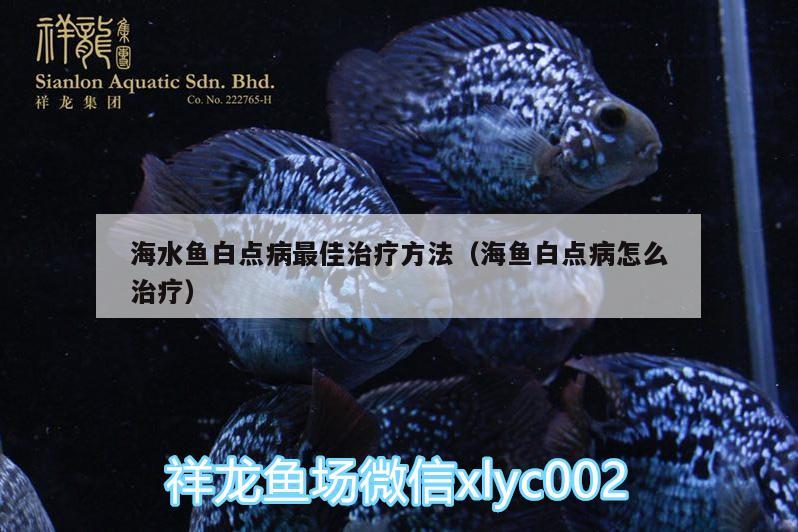 海水鱼白点病最佳治疗方法（海鱼白点病怎么治疗）