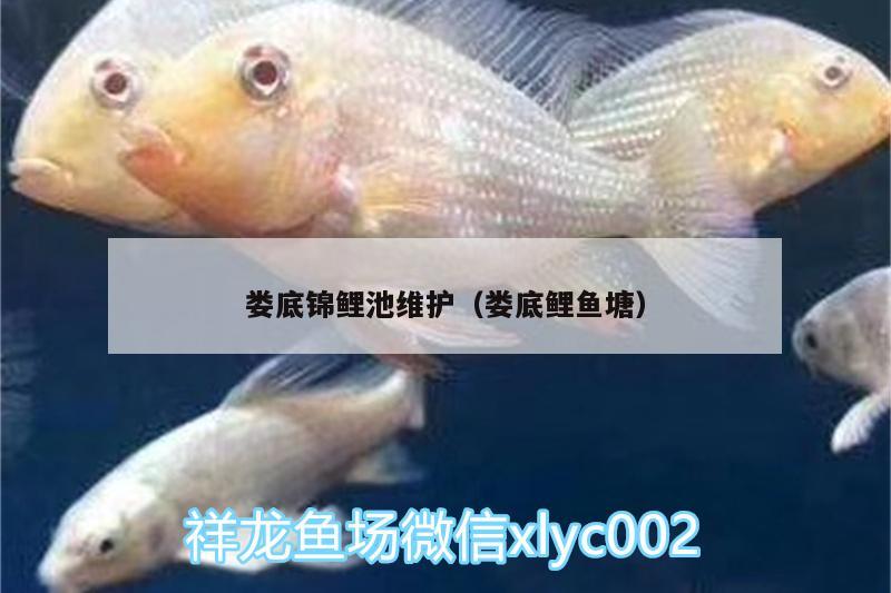 娄底锦鲤池维护（娄底鲤鱼塘） 印尼虎苗