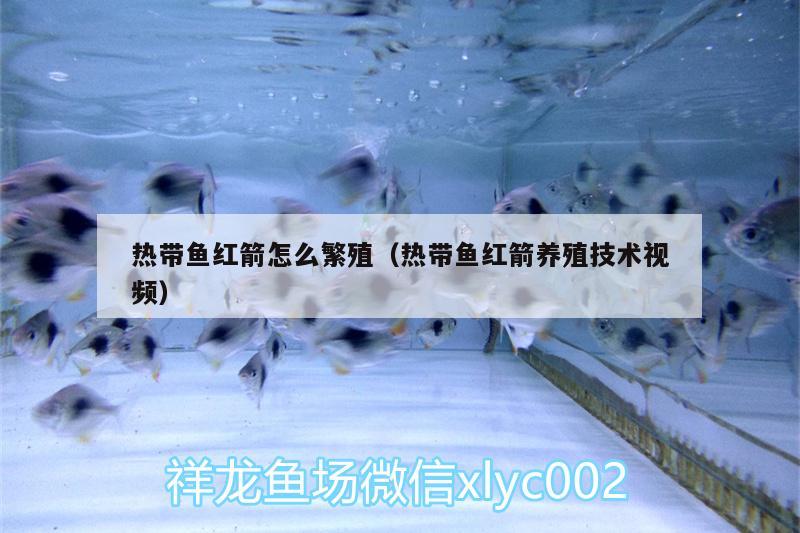 热带鱼红箭怎么繁殖（热带鱼红箭养殖技术视频） 白条过背金龙鱼