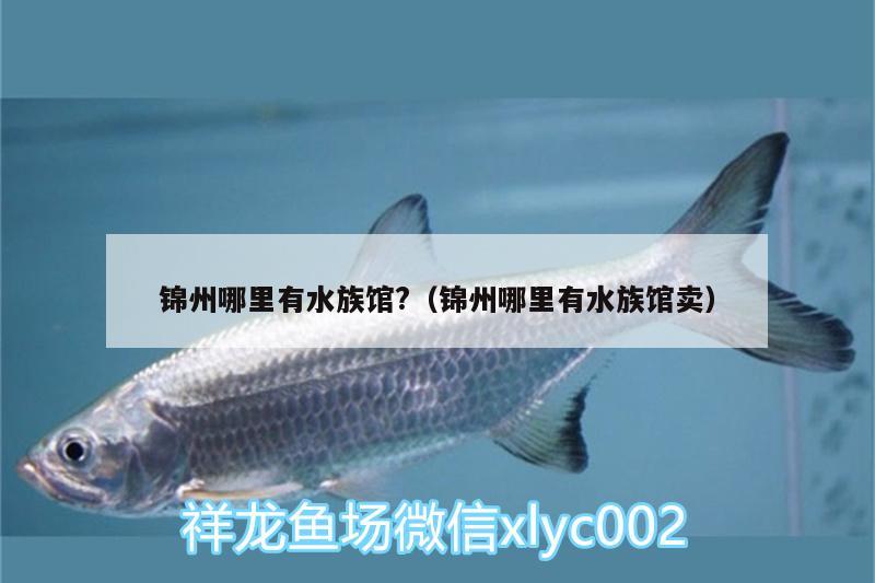 锦州哪里有水族馆?（锦州哪里有水族馆卖） 其它水族用具设备