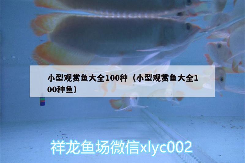 小型观赏鱼大全100种（小型观赏鱼大全100种鱼）