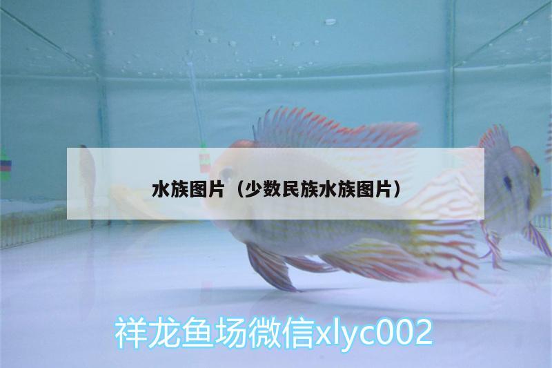 水族图片（少数民族水族图片） 斯维尼关刀鱼