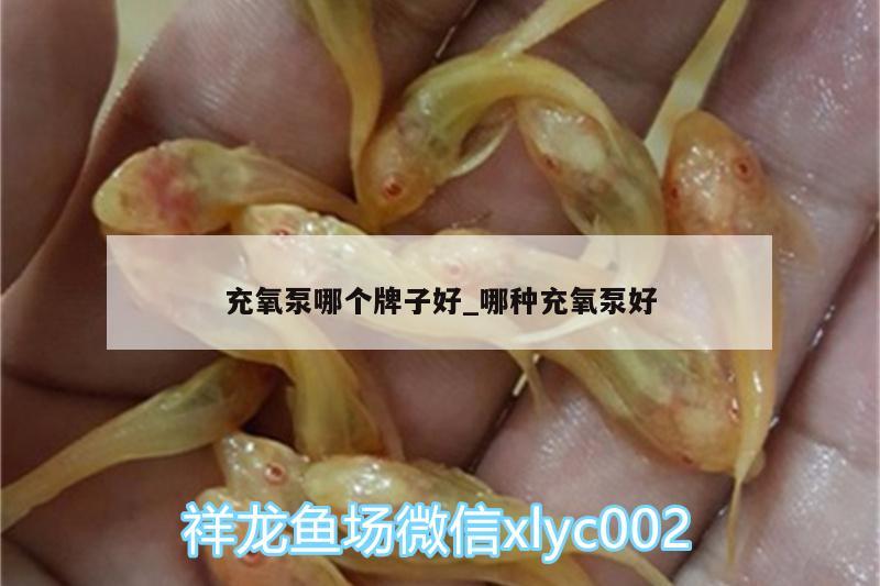 充氧泵哪个牌子好_哪种充氧泵好