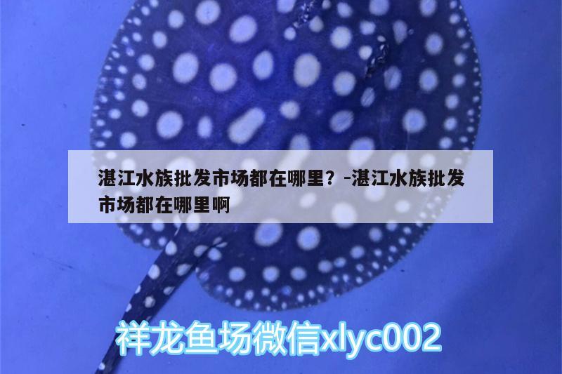 湛江水族批发市场都在哪里？:湛江水族批发市场都在哪里啊 观赏鱼水族批发市场