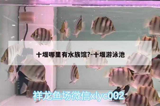 十堰哪里有水族馆?:十堰游泳池