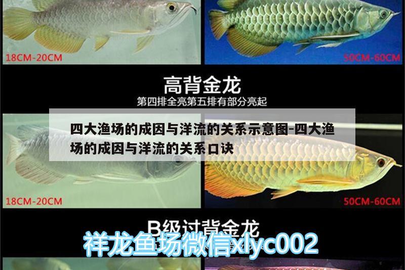 四大渔场的成因与洋流的关系示意图:四大渔场的成因与洋流的关系口诀 福魟魟鱼