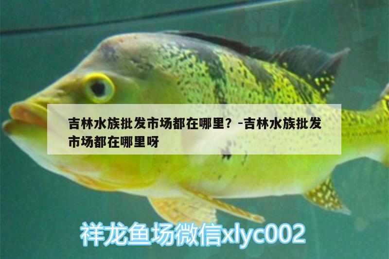 吉林水族批发市场都在哪里？:吉林水族批发市场都在哪里呀