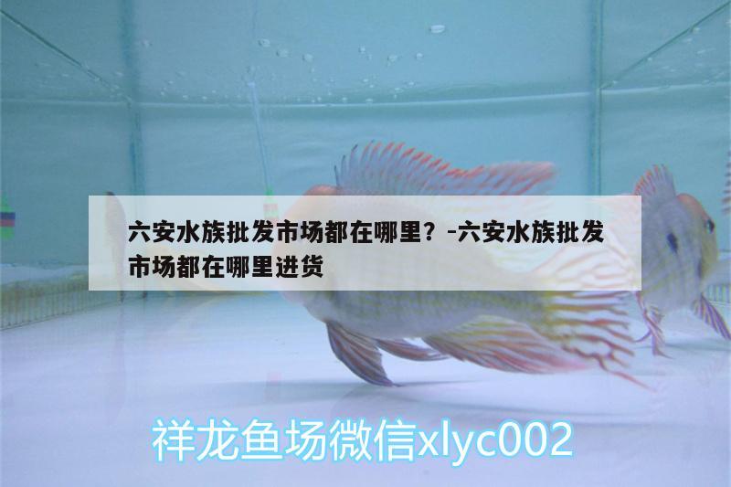 六安水族批发市场都在哪里？:六安水族批发市场都在哪里进货