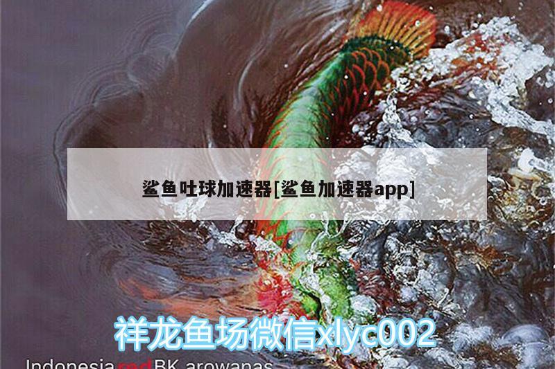 鲨鱼吐球加速器[鲨鱼加速器app] 图腾金龙鱼