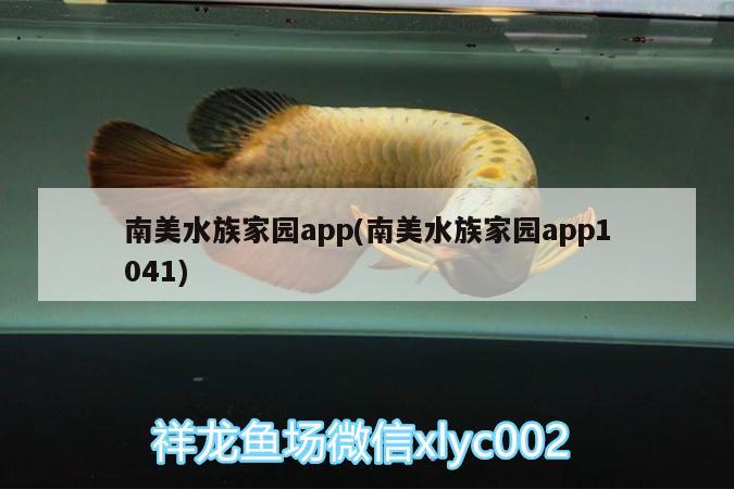 南美水族家园app(南美水族家园app1041) 豹纹夫鱼苗