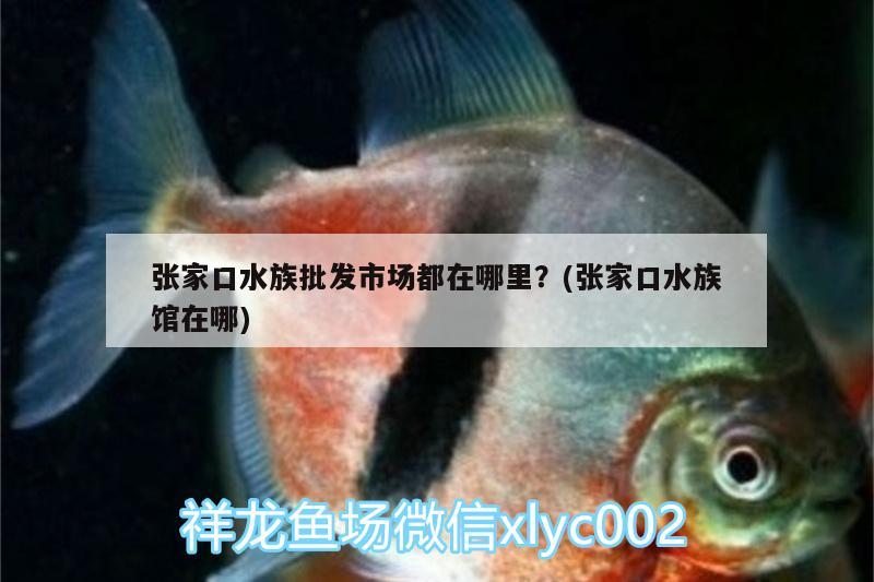 张家口水族批发市场都在哪里？(张家口水族馆在哪) 观赏鱼水族批发市场