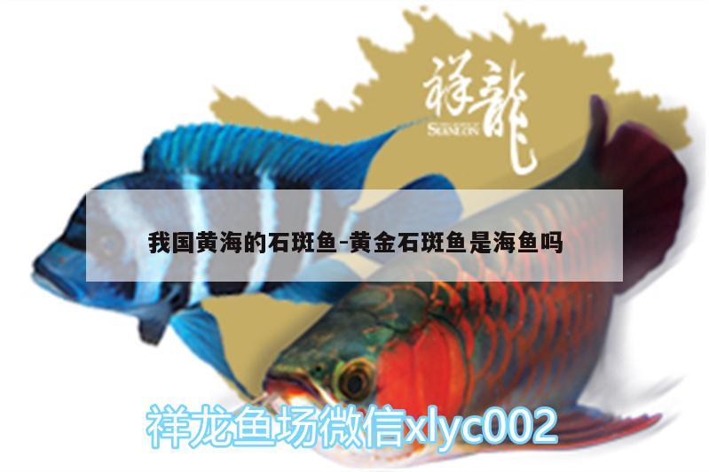 我国黄海的石斑鱼:黄金石斑鱼是海鱼吗