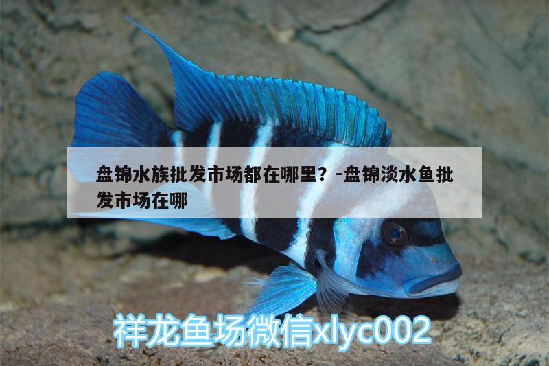 盘锦水族批发市场都在哪里？:盘锦淡水鱼批发市场在哪