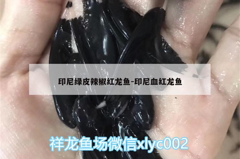 印尼绿皮辣椒红龙鱼:印尼血红龙鱼 羽毛刀鱼苗