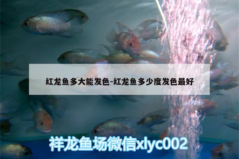 红龙鱼多大能发色:红龙鱼多少度发色最好