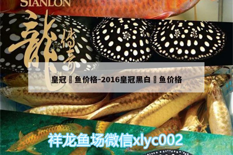 皇冠魟鱼价格:2016皇冠黑白魟鱼价格