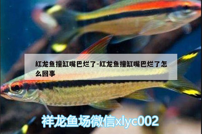 红龙鱼撞缸嘴巴烂了:红龙鱼撞缸嘴巴烂了怎么回事 广州水族器材滤材批发市场