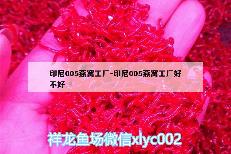 印尼005燕窝工厂:印尼005燕窝工厂好不好