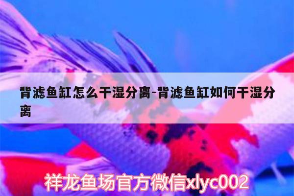 背滤鱼缸怎么干湿分离:背滤鱼缸如何干湿分离