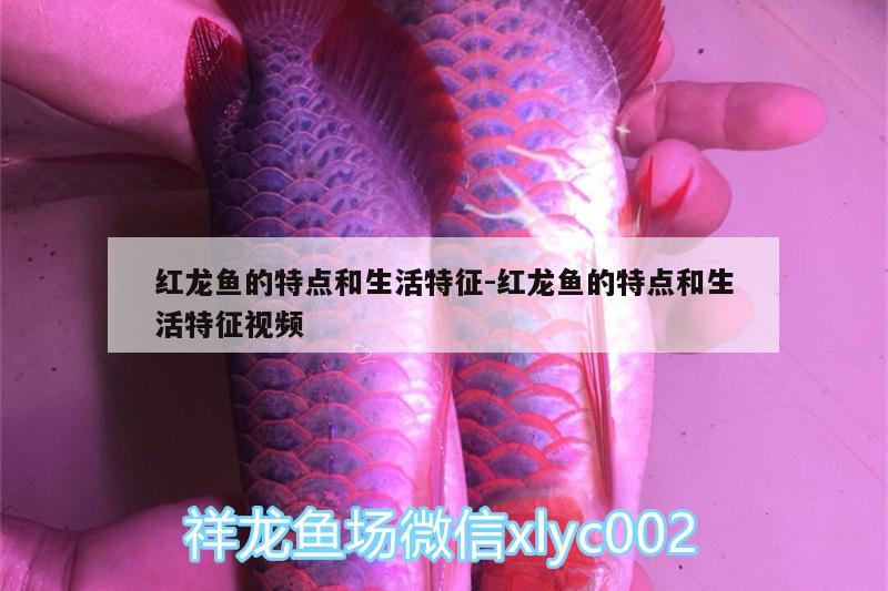 红龙鱼的特点和生活特征:红龙鱼的特点和生活特征视频