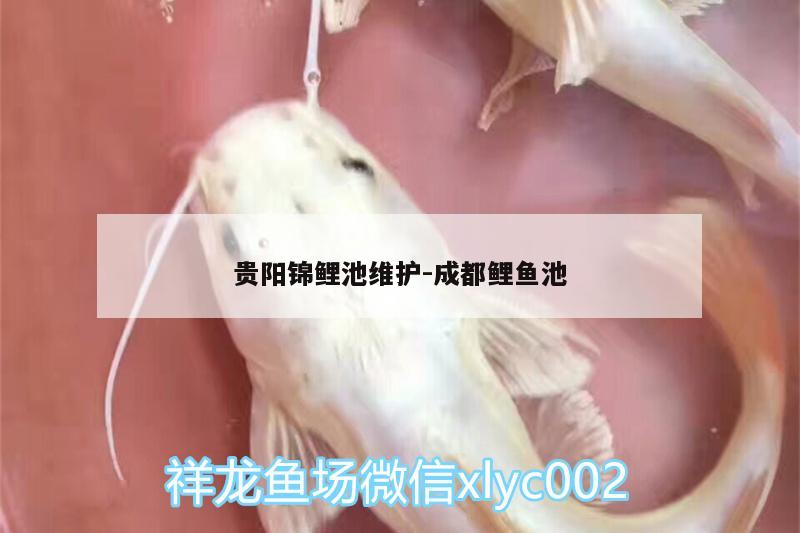 贵阳锦鲤池维护:成都鲤鱼池