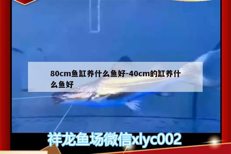 80cm鱼缸养什么鱼好:40cm的缸养什么鱼好