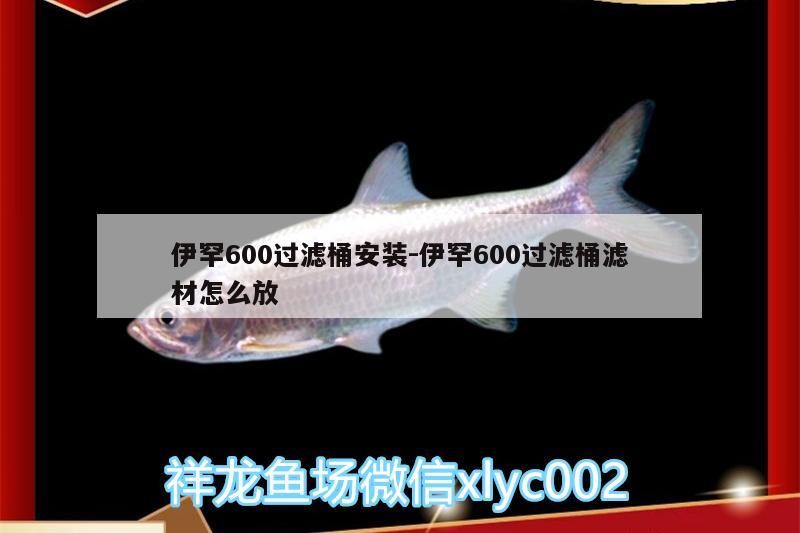 伊罕600过滤桶安装:伊罕600过滤桶滤材怎么放 伊罕水族