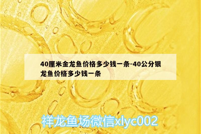 40厘米金龙鱼价格多少钱一条:40公分银龙鱼价格多少钱一条