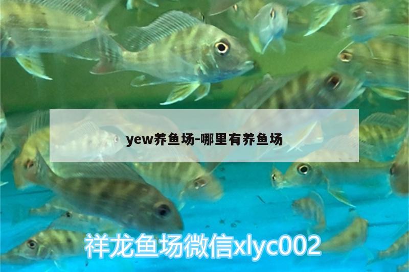 yew养鱼场:哪里有养鱼场