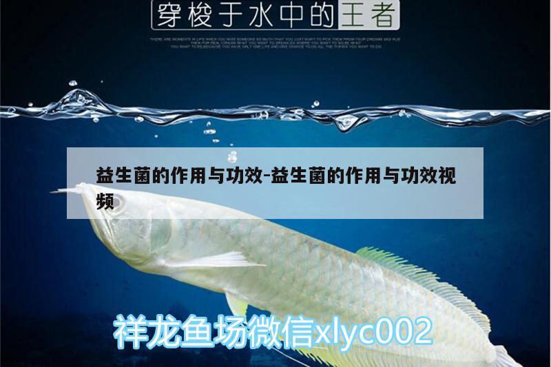 益生菌的作用与功效:益生菌的作用与功效视频 观赏鱼水族批发市场