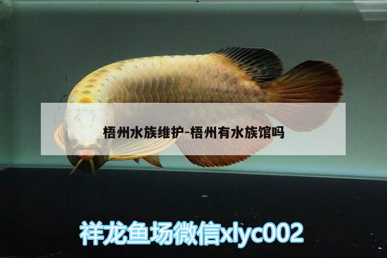 梧州水族维护:梧州有水族馆吗 喂食器