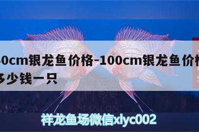 40cm银龙鱼价格:100cm银龙鱼价格多少钱一只