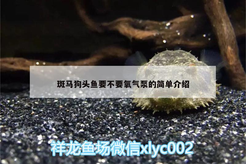 斑马狗头鱼要不要氧气泵的简单介绍 斑马狗头鱼