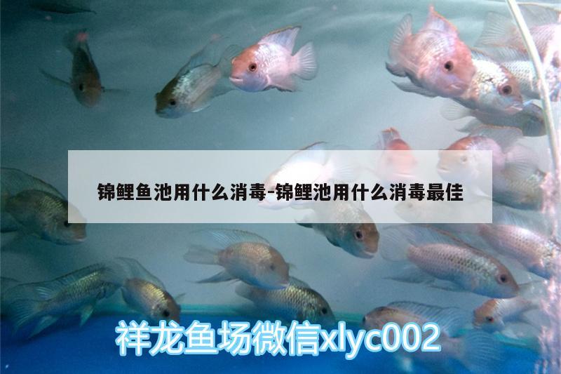 锦鲤鱼池用什么消毒:锦鲤池用什么消毒最佳