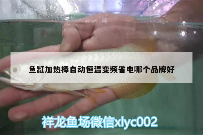 鱼缸加热棒自动恒温变频省电哪个品牌好