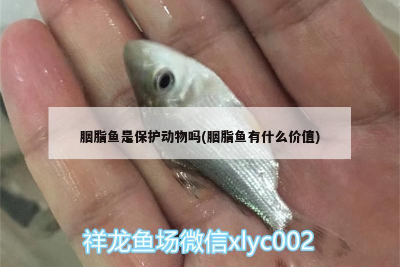 胭脂鱼是保护动物吗(胭脂鱼有什么价值) 铁甲武士