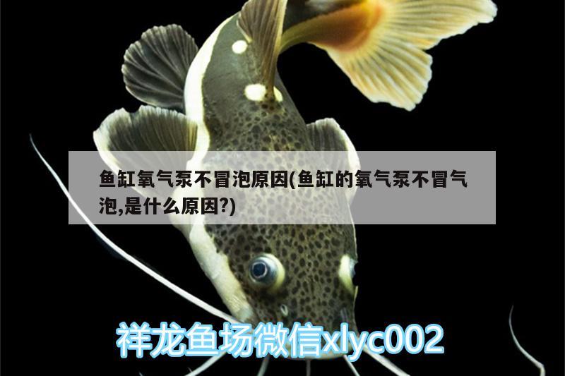 鱼缸氧气泵不冒泡原因(鱼缸的氧气泵不冒气泡,是什么原因?) 粗线银版鱼