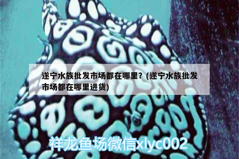 遂宁水族批发市场都在哪里？(遂宁水族批发市场都在哪里进货) 观赏鱼水族批发市场