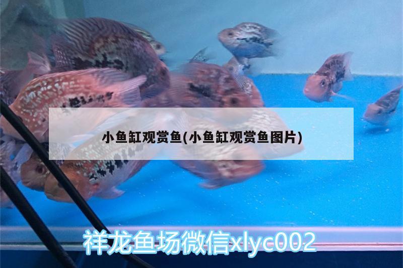 小鱼缸观赏鱼(小鱼缸观赏鱼图片) 水族维护服务（上门）